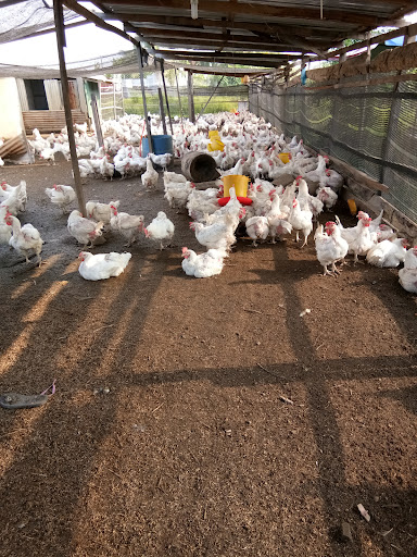 Kedai Kopi Kak Lah Kg Kebun 1 Kedai Kopi Kak Lah Kg Kebun